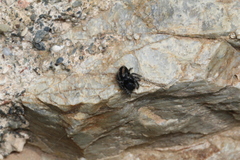 Philaeus chrysops