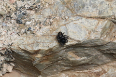 Philaeus chrysops