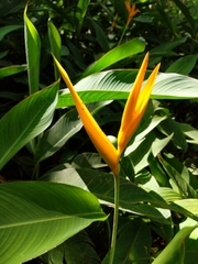 Angiospermae