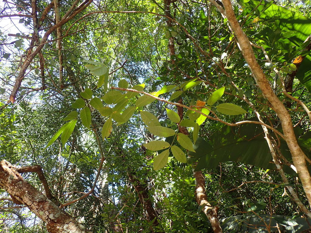 Commiphora woodii, Paradise Valley, Pinetown, 3610, South Africa