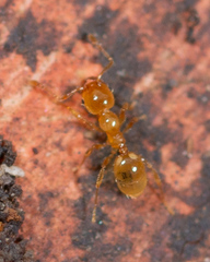 Pheidole flavens