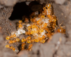 Pheidole flavens