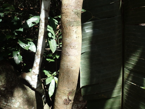 Image of Commiphora woodii by (c) Mahomed Desai, some rights reserved (CC BY)