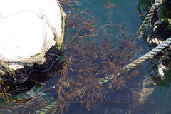 Sargassum horneri