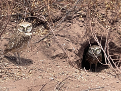 Athene cunicularia rostrata
