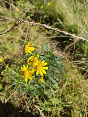 Senecio clivicola