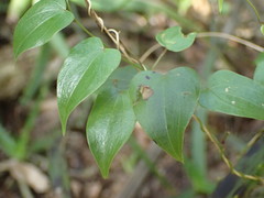 Dioscorea cotinifolia