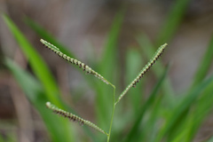 Paspalum orbiculare