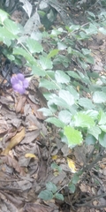 Magnoliopsida