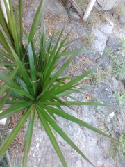 Dracaena reflexa angustifolia