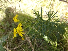 Senecio clivicola