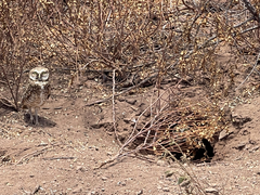 Athene cunicularia rostrata