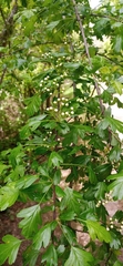 Crataegus monogyna