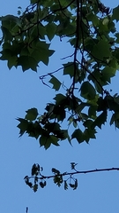 Liriodendron tulipifera