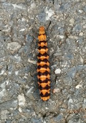 Nyctemera lacticinia