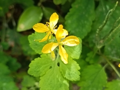 Chelidonium majus