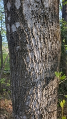 Liriodendron tulipifera