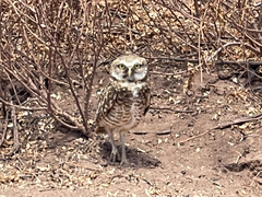 Athene cunicularia rostrata