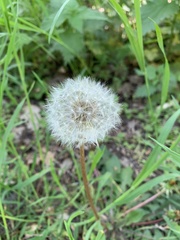 Taraxacum