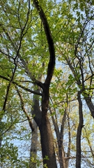 Liriodendron tulipifera