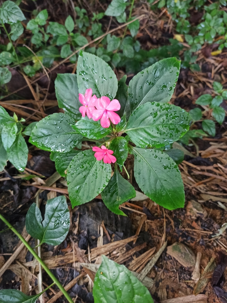 Impatiens