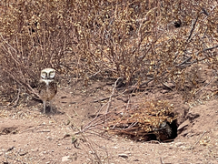 Athene cunicularia rostrata