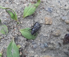 Clinterocera scabrosa