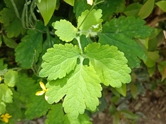 Chelidonium majus