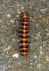 Nyctemera lacticinia