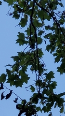 Liriodendron tulipifera