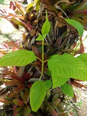 Magnoliopsida