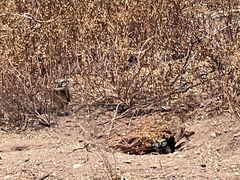 Athene cunicularia rostrata