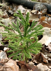 Dendrolycopodium obscurum