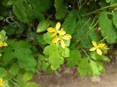 Chelidonium majus