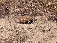 Athene cunicularia rostrata