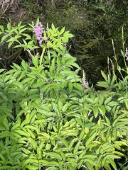 Physostegia purpurea