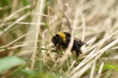 Bombus bohemicus