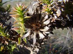 Oedera imbricata