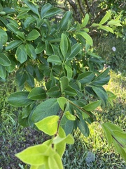Chionanthus retusus