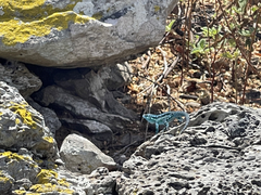 Urosaurus clarionensis