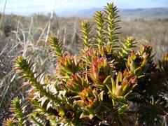 Oedera imbricata