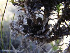 Oedera imbricata