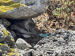 Urosaurus clarionensis