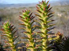 Oedera imbricata
