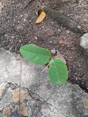 Magnoliopsida