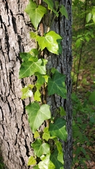 Hedera helix