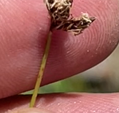 Bulbostylis nesiotica