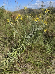 Helichrysum decorum