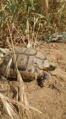 Testudo graeca
