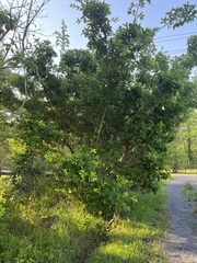 Chionanthus retusus